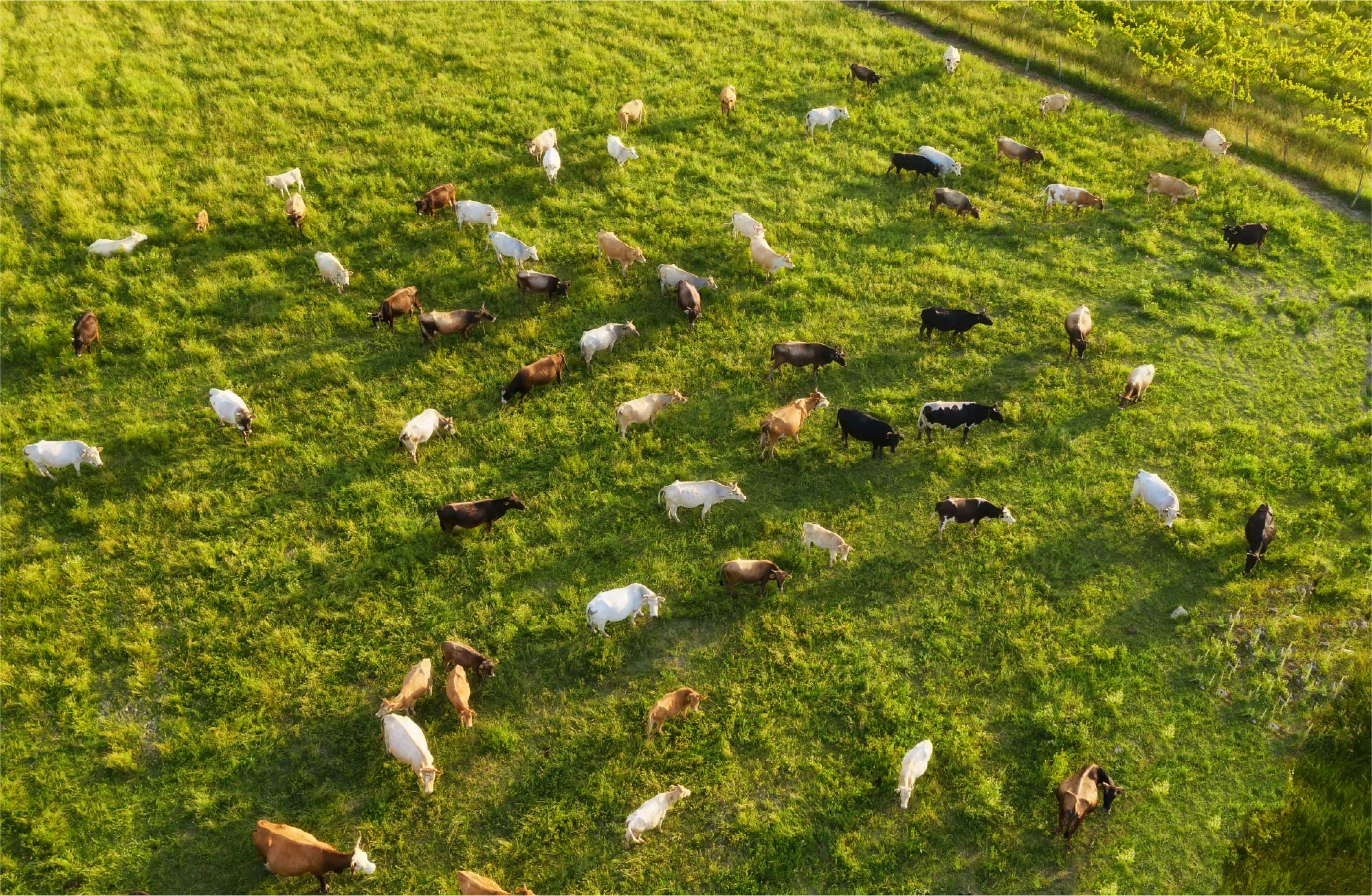 Cattle grazing across a green pasture