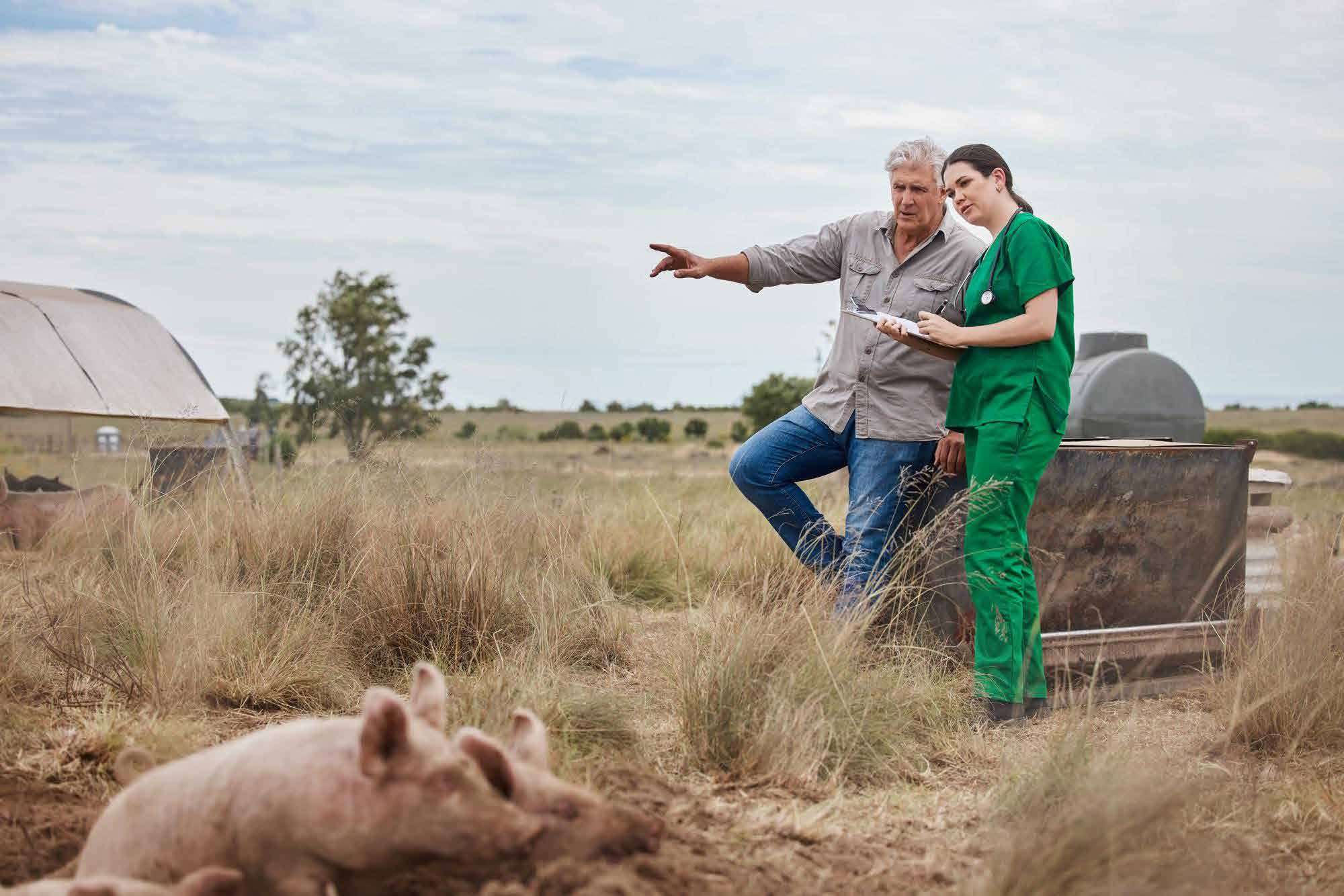 Veterinarian and farmer reviewing notes with pigs nearby